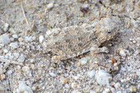 Blainville's Horned Lizard - Phrynosoma blainvillii