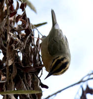 Worm-eating Warbler - Helmitheros vermivorum