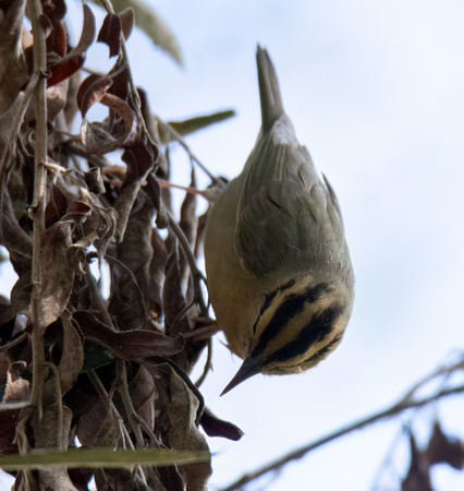 Worm-eating Warbler - Helmitheros vermivorum