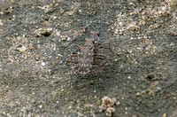 Mudflat Tiger Beetle - Cicindela trifasciata ssp. sigmoidea