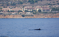 Minke Whale - Balaenoptera acutorostrata