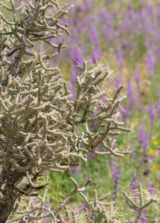 Pencil Cholla  -Cylindropuntia ramosissima