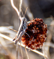 Grayish sagebrush grasshopper - Melanoplus cinereus