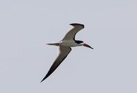Black skimmer - Rynchops niger