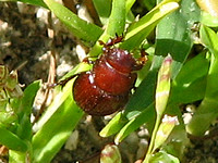 Scarab beetle -Dellacasiellus pseudofucosus