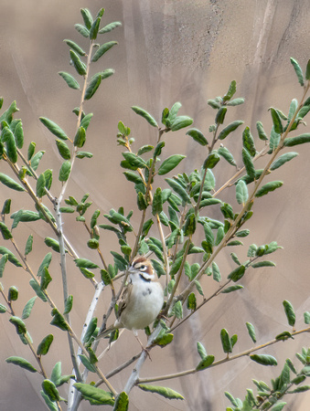 Lark Sparrow - Chondestes grammacus