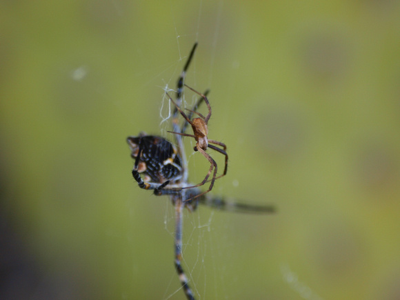 Silver argiope - Argiope argentata