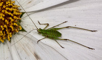 Mediterranean katydid - Phaneroptera nana