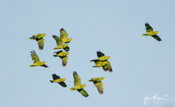 Red-crowned Parrot - Amazona viridigenalis