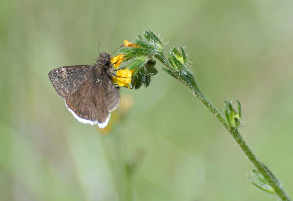 Funereal duskywing - Erynnis funeralis