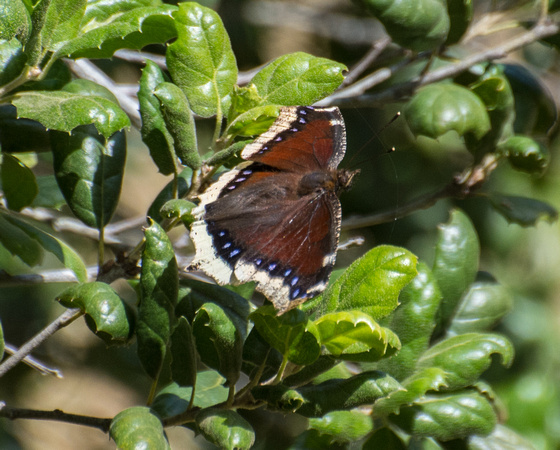 Mourning cloak - Nymphalis antiopa
