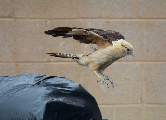 Yellow-headed Caracara - Daptrius chimachima