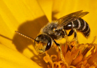 Sweat bee 2 - Halictus sp.