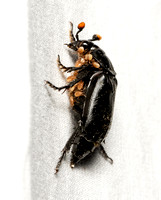 Black burying beetle - Nicrophorus nigrita