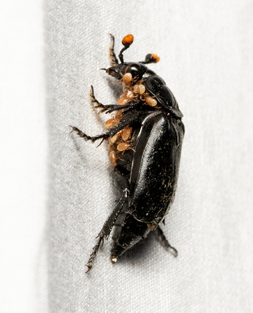 Black burying beetle - Nicrophorus nigrita