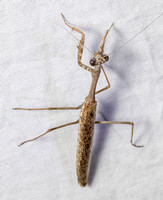 California Mantis - Stagmomantis californica