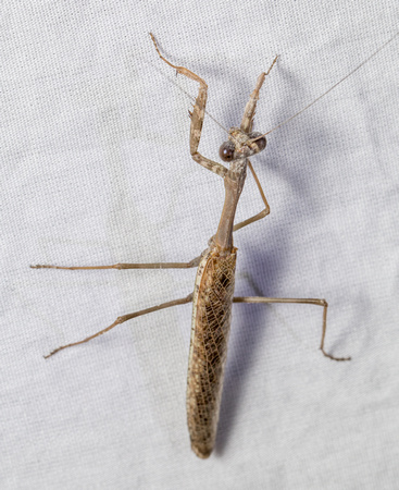 California Mantis - Stagmomantis californica