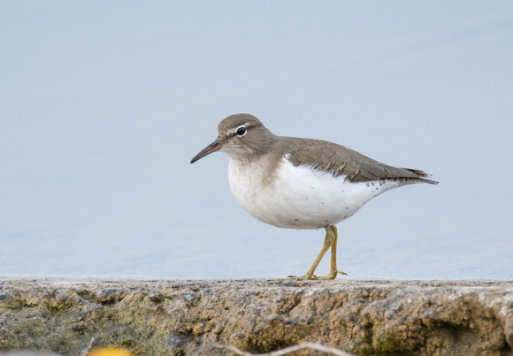 Spotted Sandpiper - Actitis macularia