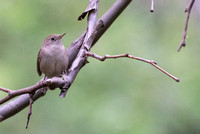 Northern House Wren - Troglodytes aedon