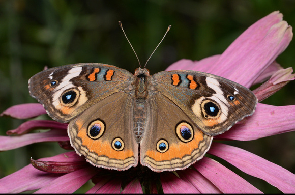 Gray Buckeye - Junonia grisea