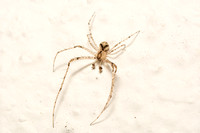 Pirate spider - Unknown sp.