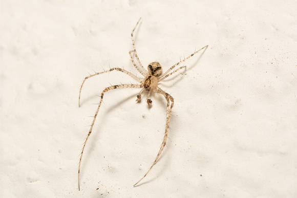 Pirate spider - Unknown sp.
