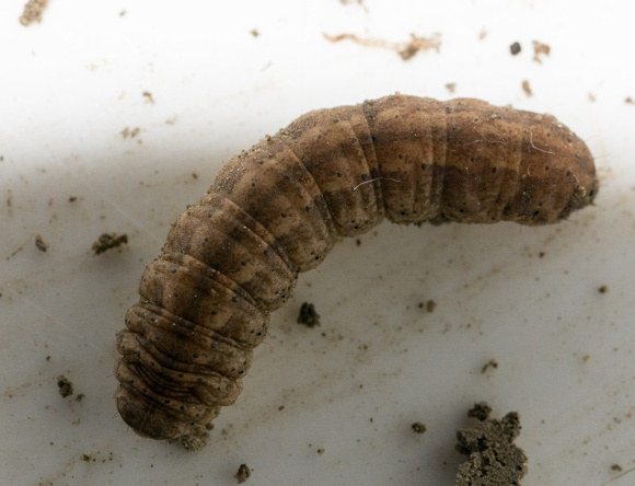 Granulate cutworm - Feltia subterranea