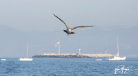 Western Gull - Larus occidentalis