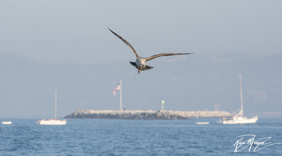 Western Gull - Larus occidentalis