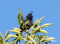 Phainopepla - Phainopepla nitens