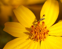 Fruit fly - Trupanea sp.