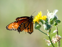 Queen - Danaus gilippus