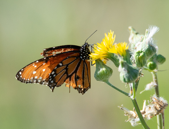 Queen - Danaus gilippus