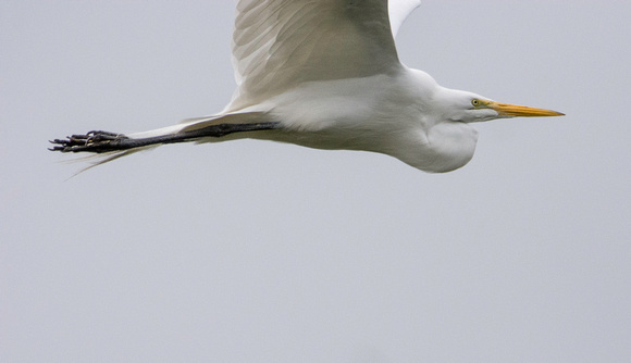 Great Egret - Ardea alba