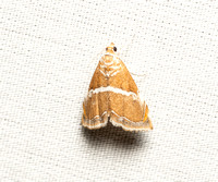 White-trimmed Abegesta - Abegesta remellalis