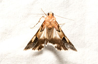 Paler graphic - Drasteria pallescens