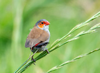 Orange-cheeked Waxbill  - Estrilda melpoda