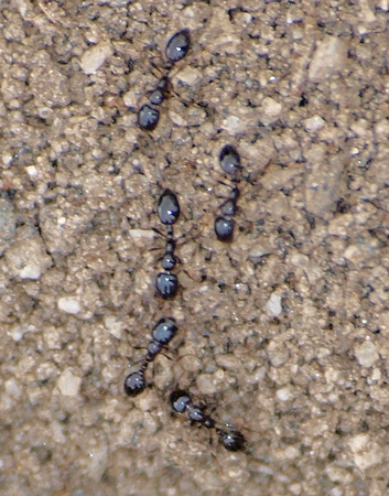 Minute black ant - Monomorium ergatogyna