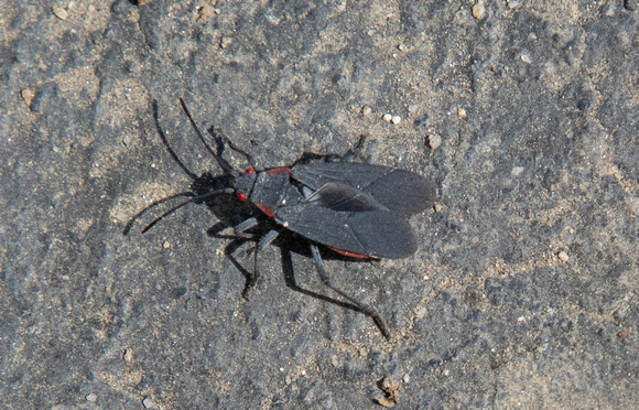 Red-shouldered bug - Jadera haematoloma