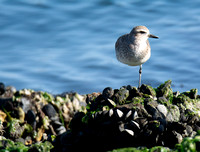 Black-bellied Plover - Pluvialis squatarola