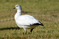 Ross's Goose - Anser rossii