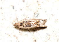 Cotton Tipworm Moth - Crocidosema plebejana