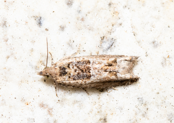 Cotton Tipworm Moth - Crocidosema plebejana