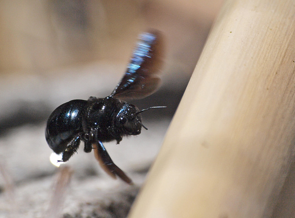 California Carpenter Bee - Xylocopa californica