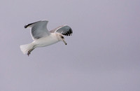 California Gull - Larus californicus