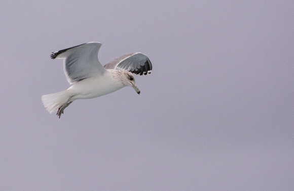California Gull - Larus californicus