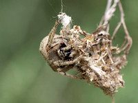 Orb weaver - Araneus andrewsi