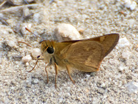 Woodland skipper - Ochlodes sylvanoides