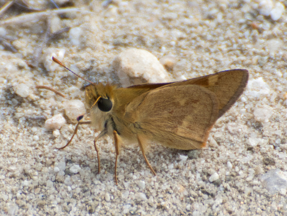 Woodland skipper - Ochlodes sylvanoides