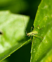 Mediterranean katydid - Phaneroptera nana